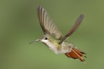 Gros plan du colibri rubis-topaze planant des ailes en vol . — Photo de stock