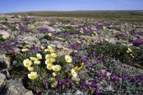Venas de montaña y flores oxytropis en la tundra seca del sur de Victoria Island, Nunavut, Arctic Canada - foto de stock