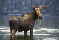 Elche im See fressen Wasserpflanzen in Mittelbritisch Columbia, Kanada — Stockfoto