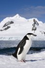 Kinnriemen-Pinguin steht auf Schnee auf Halbmondinsel, südlichen Shetlandinseln, antarktischer Halbinsel — Stockfoto