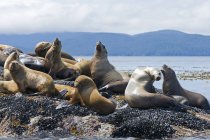 Colonia de lobos marinos descansando sobre rocas, Gwaii Haanas, Haida Gwaii, Columbia Británica, Canadá - foto de stock