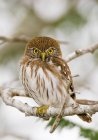 Ferruginous pygmy owl sitting on tree branch. — Stock Photo