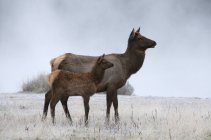 Wapiti di mucca e vitello selvatici nella nebbia mattutina nell'erba ricoperta di ghiaccio nel Jasper National Park, Alberta, Canada — Foto stock