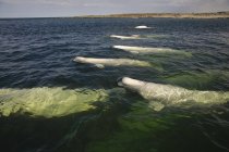 Balene beluga in acqua in estate vicino all'estuario del fiume Churchill, Hudson Bay, Canada — Foto stock