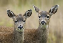 Close up shot of Two young Mule Deer looking at camera — Stock Photo