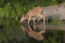 Whitetail Deer Fawn with reflection in pond — Stock Photo