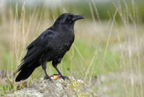 Northwestern crow perched on mossy rock in meadow. — Stock Photo