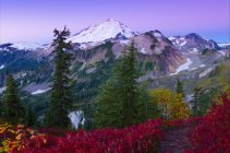 Feuillage automnal des plantes de la forêt nationale Mount Baker-Snoqualmie, Washington, États-Unis d'Amérique — Photo de stock