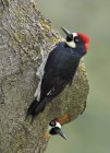 Pair of acorn woodpeckers perched at hollow nest in tree, close-up. — Stock Photo