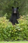 Wild black bear standing in bushes of raspberries. — Stock Photo