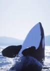 Hüpfender Orca-Wal in der Nähe der Insel Saturna, Britisch Columbia, Kanada. — Stockfoto
