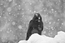 Обыкновенный ворон, сидящий в снегопаде на открытом воздухе, крупным планом — стоковое фото