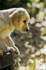 Purebred golden retriever puppy standing on wooden barrel. — Stock Photo
