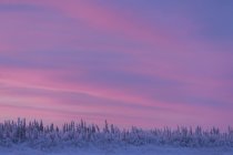 Céu rosa ao nascer do sol sobre o rio Porcupine, Old Crow, Yukon . — Fotografia de Stock