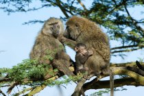 Оливковые бабуины ухаживают за деревьями в заповеднике Кения, Восточная Африка — стоковое фото