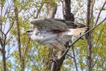 Falco ferruginoso che prende il volo da un albero in Saskatchewan, Canada . — Foto stock