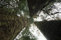 Sitka spruce grove in Carmanah Valley, Vancouver island, British Columbia, Canadá . - foto de stock
