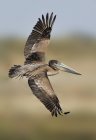 Brauner Pelikan fliegt mit ausgebreiteten Flügeln im Freien — Stockfoto