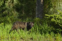 Lobo negro de pie en la hierba verde del bosque . - foto de stock