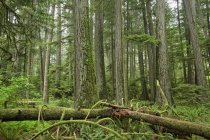 Douglas firs in Cathedral Grove, MacMillian Provincial Park, Vancouver Island, British Columbia, Canada. — Stock Photo