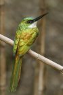 Colibrì jacamar dalla coda rugosa appollaiato su ramo d'albero, primo piano . — Foto stock