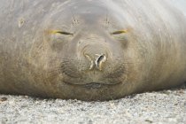Female southern elephant seal lounging on beach, portrait. — Stock Photo