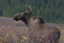 Alce di mucca in fitte betulle nane e arbusti del Denali National Park, Alaska, USA — Foto stock