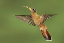 Rufous-breasted hermit hummingbird flying in Trinidad and Tobago. — Stock Photo