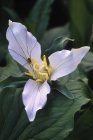 Harvestman arácnido en flor de trillium occidental, primer plano - foto de stock
