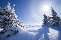Paysage hivernal avec sapins à Sunshine Village Ski Resort, Alberta, Canada — Photo de stock