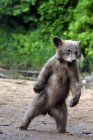 Black bear cub standing on hind legs in forest of Minnesota, USA — Stock Photo