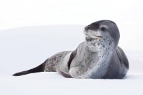 Leopard seal resting on pack ice, Pleneau Island, Antarctic Peninsula, Antarctica — Stock Photo