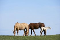 Cavalos e potros pastando em pastagens verdes — Fotografia de Stock