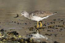 Greater yellowlegs with crab catch in water. — Stock Photo