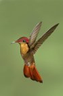 Primer plano del colibrí de rubí-topacio flotando alas en vuelo . - foto de stock