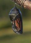 Бабочка-монарх в куколке висит на дереве, крупным планом — стоковое фото