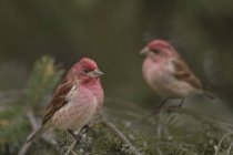 Dois tentilhões roxos machos empoleirados em árvore sempre verde . — Fotografia de Stock