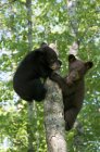 American black bear cubs climbing on tree trunk in forest. — Stock Photo