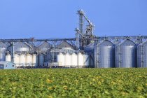 Getreideaufzüge im Landesinneren und Sonnenblumenfelder in Rathwell, Manitoba, Kanada. — Stockfoto