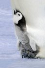 Close-up do pinguim imperador mendigando garota em pés adultos, Ilha Snow Hill, Mar de Weddell, Antártida — Fotografia de Stock