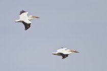 Dos pelícanos blancos estadounidenses volando en el cielo - foto de stock