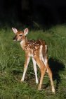 White-tailed fawn standing in forest in spring — Stock Photo