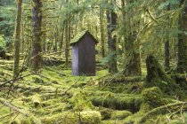 Weathered wooden building in rainforest, Haida Gwaii, British Columbia, Canadá
. — Fotografia de Stock