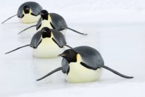 Emperor penguins tobogganing on sea ice, Snow Hill Island, Antarctic Peninsula — Stock Photo