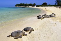 Tortugas marinas verdes en la playa de arena de Hawaii, Estados Unidos de América - foto de stock