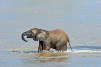Африканський слон теля, перетинаючи річку Ewaso Nyiro в Самбур Національний парк, Кенія, Східна Африка — стокове фото