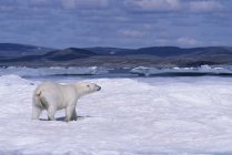Ours polaire marchant sur la glace flottante dans le parc national Ukkusiksalik, Canada — Photo de stock