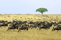 Große Gruppe von Gnus auf Wanderschaft, Masai-Mara-Reservat, Kenia, Ostafrika — Stockfoto