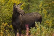 Female moose in meadow of Whitehorse, Yukon. — Stock Photo