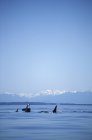 Baleias assassinas nadando em frente às Montanhas Olímpicas, Ilha Vancouver, Colúmbia Britânica, Canadá . — Fotografia de Stock